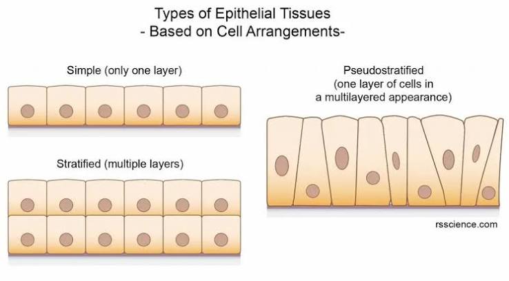 <p>Simple is 1 layer</p><p>Stratified is multiple layers</p><p>Pseudo-stratified is a single layer of cells that appear stratified because the nuclei appear in different positions within the columnar cells</p>