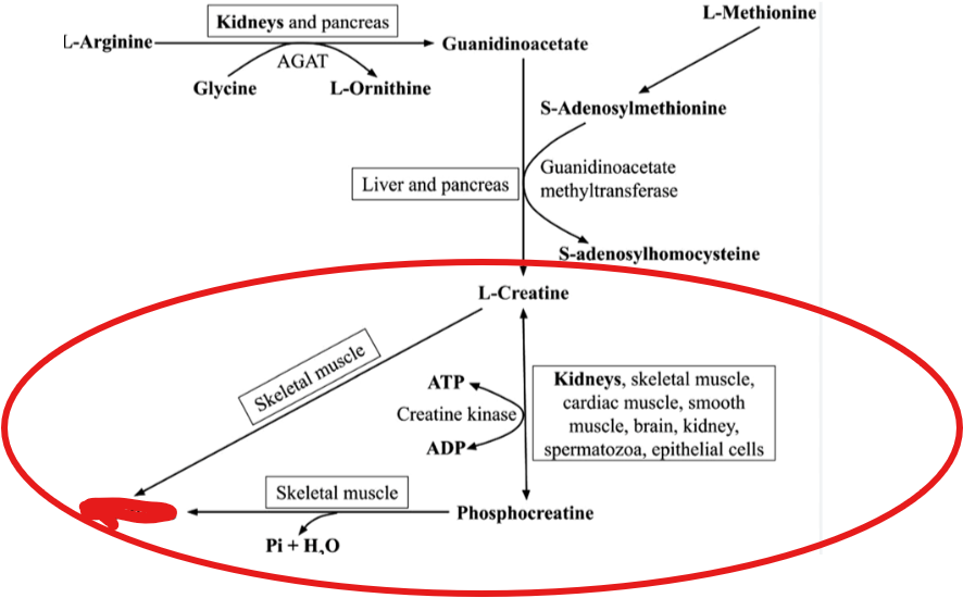 <p>What is the breakdown product of creatine and phosphocreatine, excreted in urine</p>