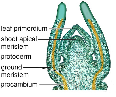 <p>Gives rise to vascular tissue which aids in transport</p><ul><li><p>xylem + phloem</p></li><li><p>type of primary meristemic tissue</p></li></ul><p></p>