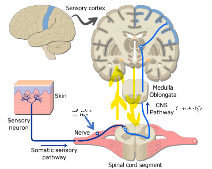 <p>pain is perceived in the <u>sensory cortex</u> on the <strong><u>contralateral</u> </strong>side</p><ul><li><p>meaning that pain goes from the skin → (somatic) sensory nerve → DRG → SC, where crossing over happens → brain, specifically sensory cortex</p></li></ul><p>pain perception is usually <strong><u>modulated </u></strong>(to either be <u>enhanced </u>or <u>reduced</u>) by the <u>CNS</u>, where there is <strong><u>bidirectional communication b/w the brain & spinal cord</u></strong> (← aka b/w parts of the CNS)</p><p>__</p><ol><li><p>detection: nociceptors in the body detect potentially damaging stimuli</p></li><li><p>transmission: pain signals travel to the SC</p></li><li><p>ascending pathways: signals go up to the brain via 2 major pathways: spinothalamic tract (cross over in SC, always for pain) & dorsal column tract (cross over in brain)</p></li><li><p>brain processing: brain processes pain signals</p></li><li><p><strong>perception</strong>: brain <u>integrates pain signals to </u><strong><u>produce the conscious experience of pain</u></strong></p></li></ol><p>__</p><p>pain is a combination of:</p><ul><li><p><strong>sensory </strong>(discriminative: <u>where</u>, <u>how intense</u>, quality)</p></li><li><p><strong>affective </strong>(motivational: distress, <u>unpleasantness</u>)</p></li><li><p><strong>cognitive </strong>(evaluative: <u>context</u>, <u>meaning</u>, expectations)</p></li></ul><p></p>