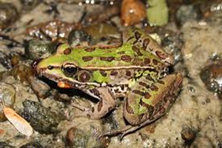 <p><span>Dorsal lateral ridge extends continuously to groin</span></p>