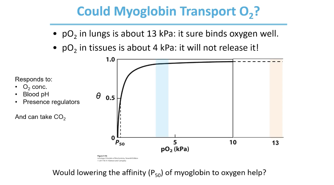 <p>Myoglobin binds O2 very tightly and O2 </p><ul><li><p>Myoglobin would pick up O2 very tightly in the lungs and become almost saturated but when moved to the tissues, it will deliver very little </p></li></ul><p>List of traits that would be necessary for an oxygen transporting molecule on the side</p>