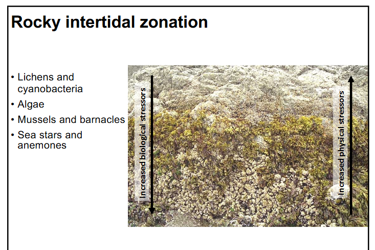<p>-organisms live at specific levels in intertidal</p><p>-level is determined by how the organism handles physical and biological stresses (no space is unoccupied)</p><p>-lichens and cyanobacteria → algae → mussels and barnacles → sea stars and anemones</p>