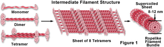 <p>Intermediate Filaments </p>