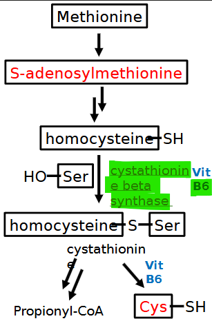 <ul><li><p>cystathionine beta synthase <strong>(CBS) B6</strong> OR <strong>met. synthase *B12</strong></p></li><li><p>ectopia lentis, skeletal w/ marfanoid features</p></li><li><p>high homocysteine/methionine + low cysteine</p></li></ul><p></p>