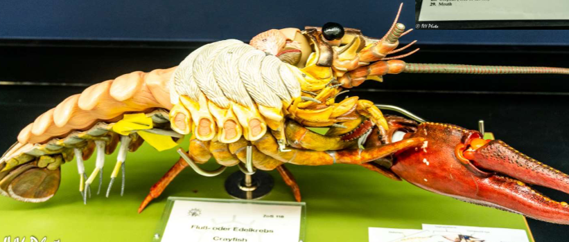 <p>subphylum and name?</p>