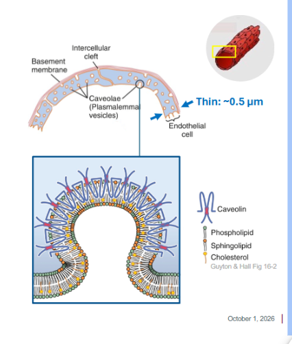 <ul><li><p>single layer of endothelial cells → <span style="background-color: transparent;">surrounded by basement membrane (ex. Collagen, proteins etc.)&nbsp;</span></p></li><li><p><span style="background-color: transparent;">Intracellular clefts → between endothelial cells allow small solutes, ions and water to cross, not proteins though</span></p></li><li><p><span style="background-color: transparent;">Caveole → facilitate transcytosis of large macrom/</span></p></li></ul><p></p>