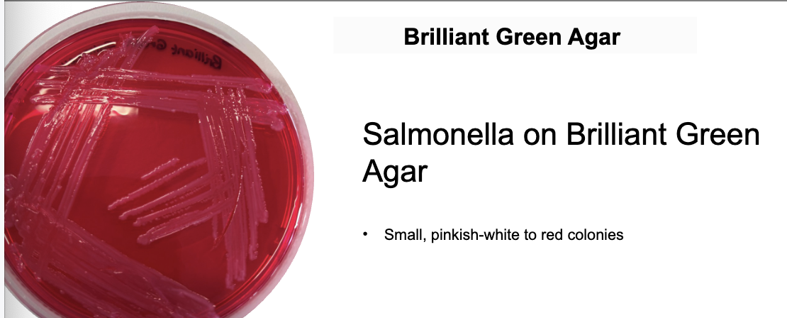 <p><strong>Salmonella → red/pink colonies (non-fermenters)</strong></p><p><strong>S.typhimurium → red colonies</strong></p><p></p>