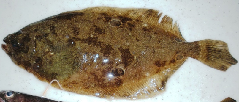 <ul><li><p><strong>General:</strong> Left-eyed flounder similar to summer flounder but marked by four large black spots on the body.</p></li><li><p></p></li><li><p><strong>Size:</strong> Avg. adult <strong>25–40 cm (10–16 in; 0.8–1.3 ft)</strong>, <strong>0.3–1 kg (0.7–2.2 lb)</strong>;</p><ul><li><p>large adults commonly reach (16–24 in; 1.3–2.0 ft) and (2.2–6.6 lb).</p></li></ul></li><li><p><strong>Key IDs:</strong></p><ul><li><p><strong>Both eyes on left side</strong> of body.</p></li><li><p><strong>Four large black spots</strong> arranged in pairs on dorsal side (most distinctive feature).</p></li><li><p><strong>Large mouth </strong>extending posterior to lower eye.</p></li><li><p>Elongated body shape similar to summer flounder.</p></li><li><p>Brown to olive dorsal coloration.</p></li></ul></li><li><p><strong>Memory cue:</strong> <strong>Left eyes + 4 large black spots</strong></p></li></ul><p></p>