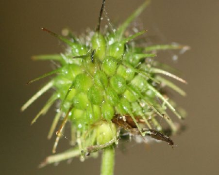 <p>Rosaceae</p>