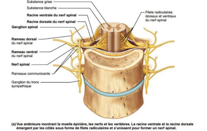 <ul><li><p>Grosse </p></li><li><p>Garde une disposition métamérique qu’au niveau thoracique aux autres niveaux : </p><ul><li><p>plusieurs branches antérieures de nerfs rachidiens s’anastomosent et s’entrecroisent en plexus. </p></li></ul></li></ul><ul><li><p>Ces plexus innervent : </p><ul><li><p>les muscles et </p></li><li><p>la peau </p><ul><li><p>des membres (plexus brachial, lombaire, sacré) et </p></li><li><p>de la face antérolatérale du tronc</p></li></ul></li></ul></li></ul><p></p>
