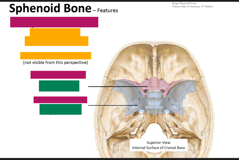 <p>Describe the Sphenoid Bone</p>