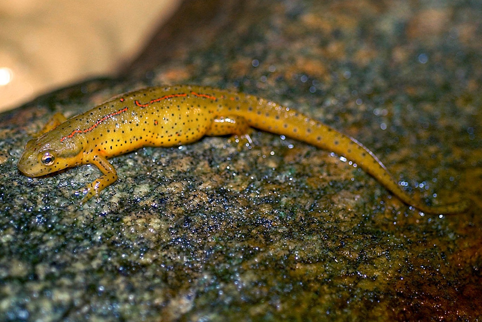 <p>Eastern newt</p>