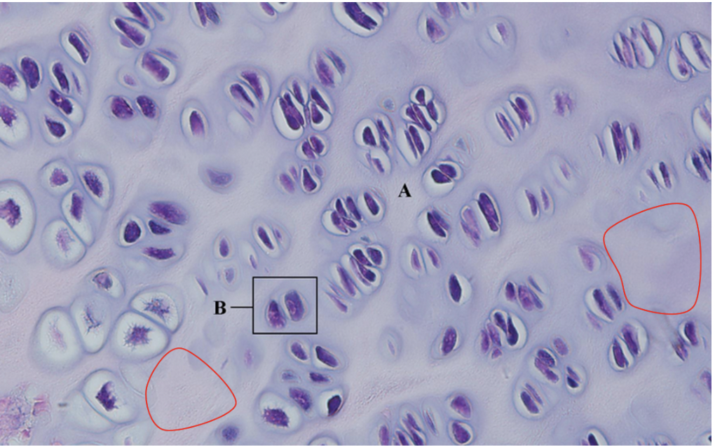 <p><span>Identify the tissue part seen in the red outlined areas</span></p>