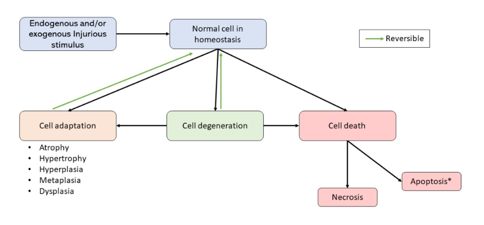 <ol><li><p>Cell degeneration (reversible)</p></li><li><p>Cellular adaption (reversible)</p></li><li><p>Cell death (irreversible)</p></li></ol><p></p>
