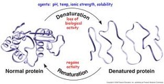 <p>The bonds which hold the tertiary and secondary structure in shape will break</p><p>The unique 3D shape of the protein (e.g. enzyme's active site) is changed</p>