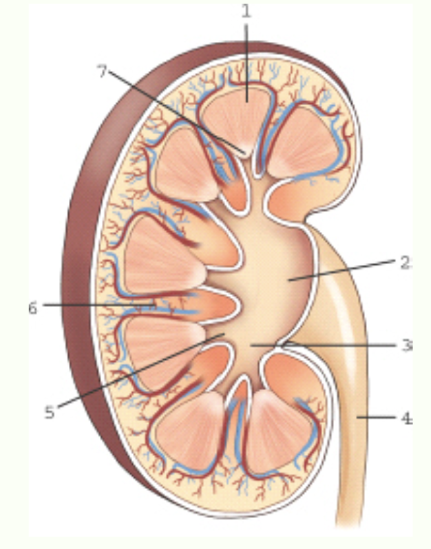 <p>Label this image.</p>