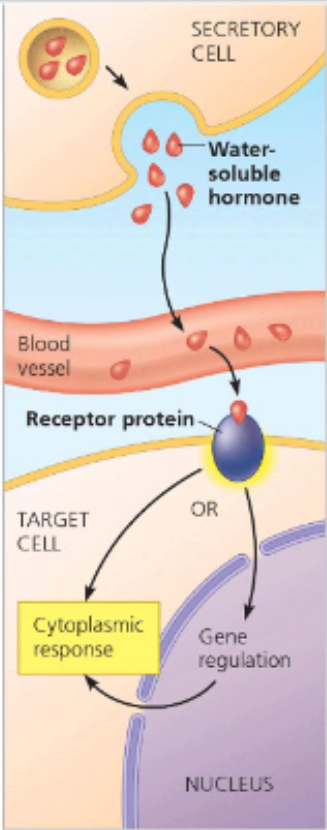 <ul><li><p>the human body will simulataneously send out many different chemicals and molecules, all aimed at eliciting specific responses BUT only the target receptors will interact with that signal (ligand) and use it to activate signal transduction pathways</p></li><li><p>specifity comes from the 3D molecular shape of the proteins involved — structure determines function</p></li><li><p>exquisite control is possible: only certain cells at certain times will have particular receptors (i.e. dynamic), meaning that while the signal might be widespread the transmission of the signal occurs only where it is needed</p></li></ul><p></p>