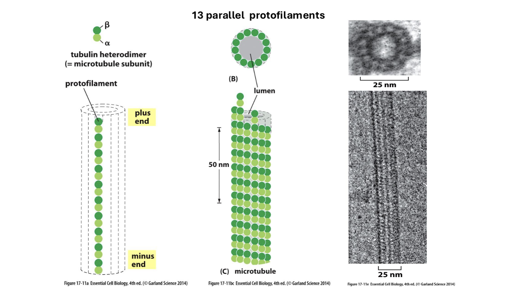 <p>microtubules</p>