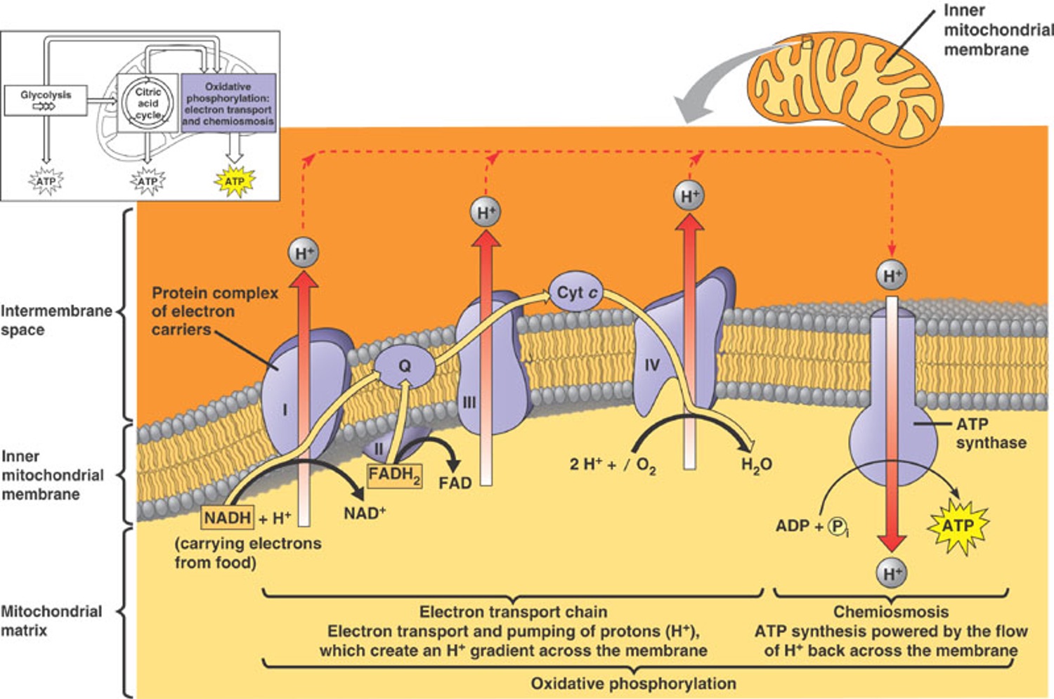 <p>second part of oxidative phosphorylation</p><ul><li><p>energy released by falling electrons is used to create a proton gradient of H+</p></li><li><p>protons are pumped through proteins out of the matric into the intermembrane space creating a pH difference</p></li><li><p>gradient has potential energy, unbalanced sides of the membrane creates pressure (proton motive force)</p></li><li><p>H+ are released and diffuse back into the matrix through protein pump ATP synthase, embedded in inner mitochondrial membrane, right next to ETC</p></li><li><p>ATP synthase uses the energy released as the gradient decreases through the pump to make ATP from ADP and phosphates</p></li></ul><p>in: high energy electrons that produce a H+ proton gradient, ADP</p><p>out: ATP, heat</p><p>→ yields about 36-38 ATP molecules/glucose, rest is lost as heat</p><p></p>