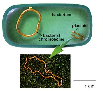 <ol start="8"><li><p>Vad är en plasmid och varför man bör känna till dessa?</p></li></ol><p></p>