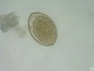 <p>Scientific and Common Name? (Canine, Feline, and Humans)</p>