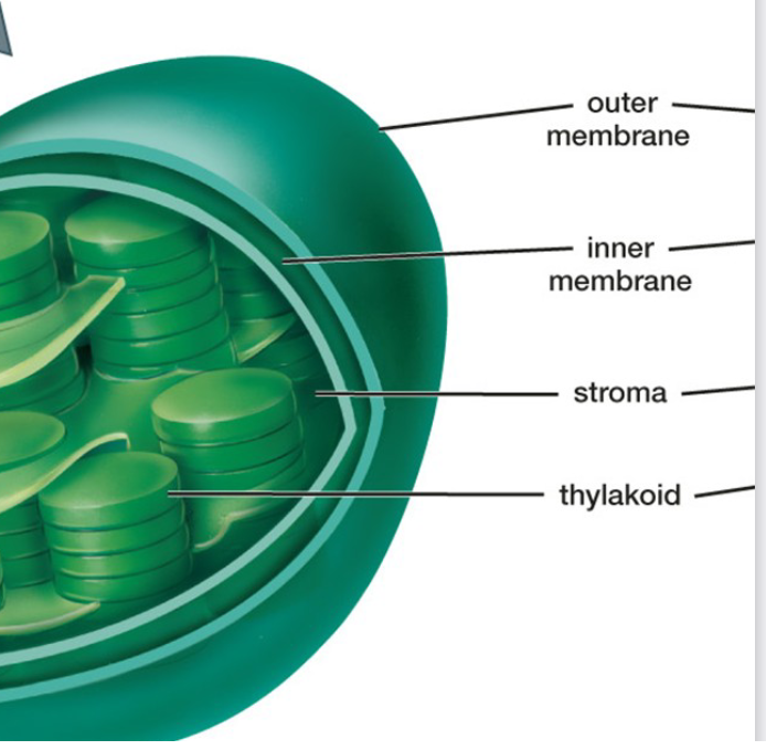 <p>double membrane</p>