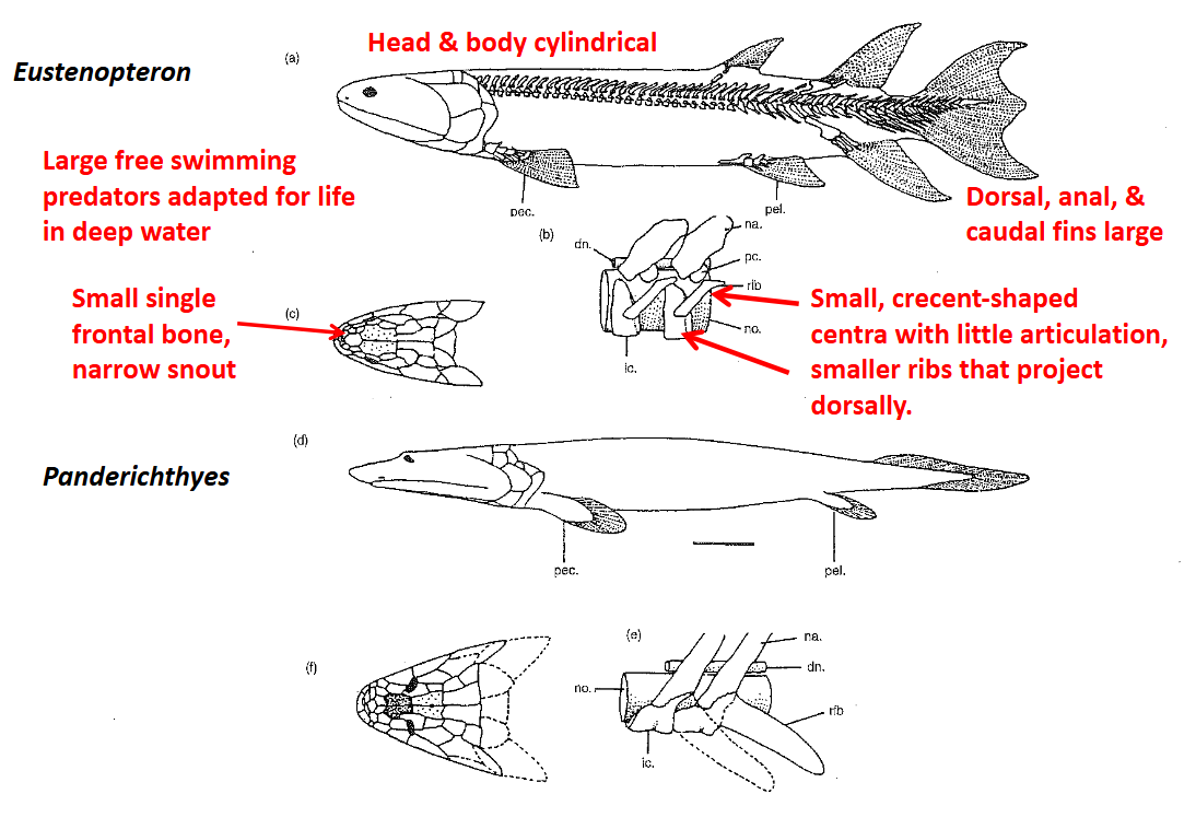 <ul><li><p>Large, free-swimming predators adapted for life in deep waters</p></li><li><p>Cylindrical bodies, head not flattened, large (deep) dorsal, anal, &amp; caudal fins</p></li><li><p>Laterally oriented eyes</p></li><li><p>Labyrinthine teeth; strong but not flexible </p></li><li><p>Single frontal bone, snout relatively narrow</p></li><li><p>Small, paired, crescent-shaped vertebral centra, no articulation</p></li><li><p>Ribs short, project dorsally (more support from surrounding water)</p></li></ul><p></p>