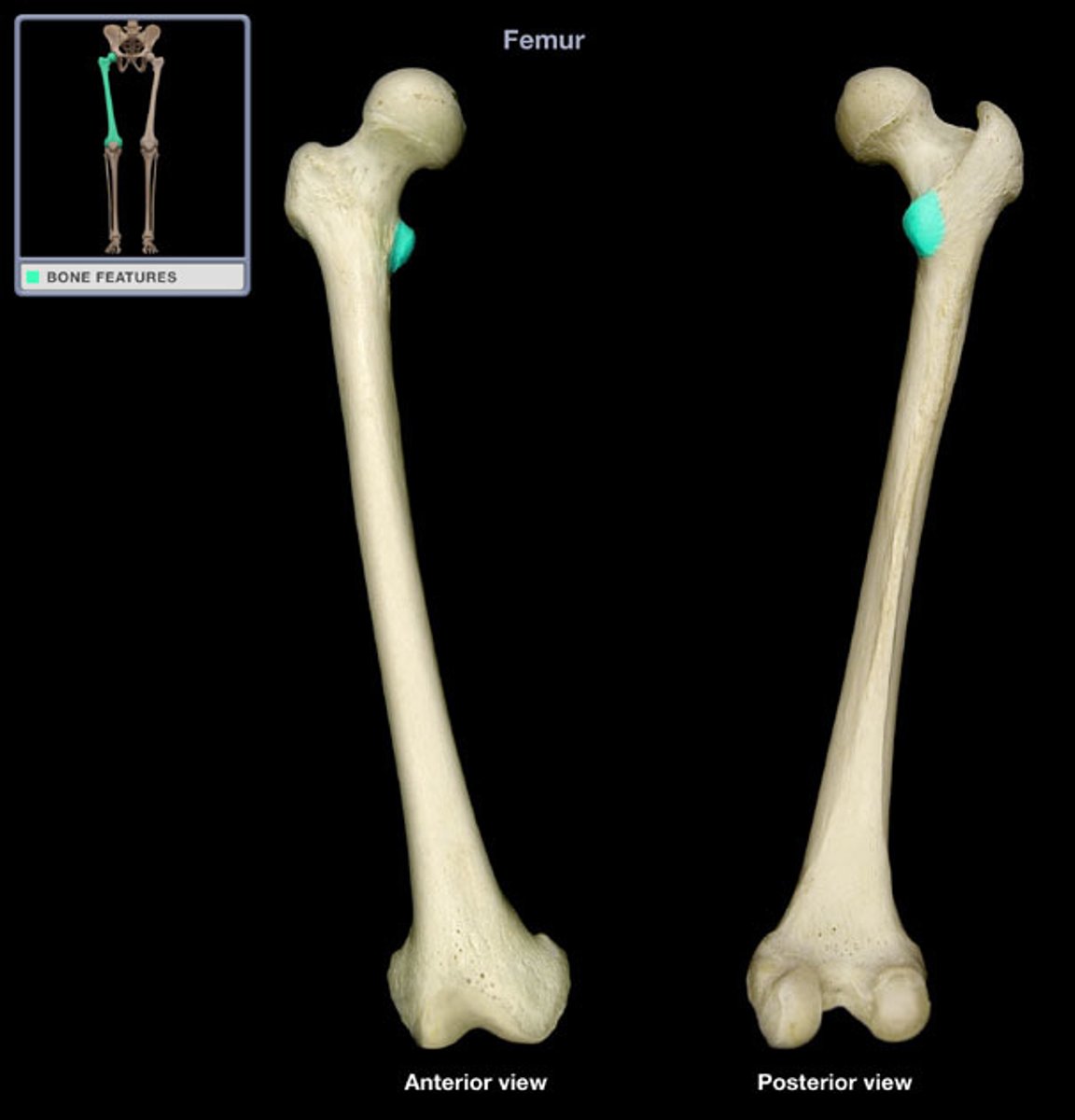 <p>(what bone and bone marking)</p>