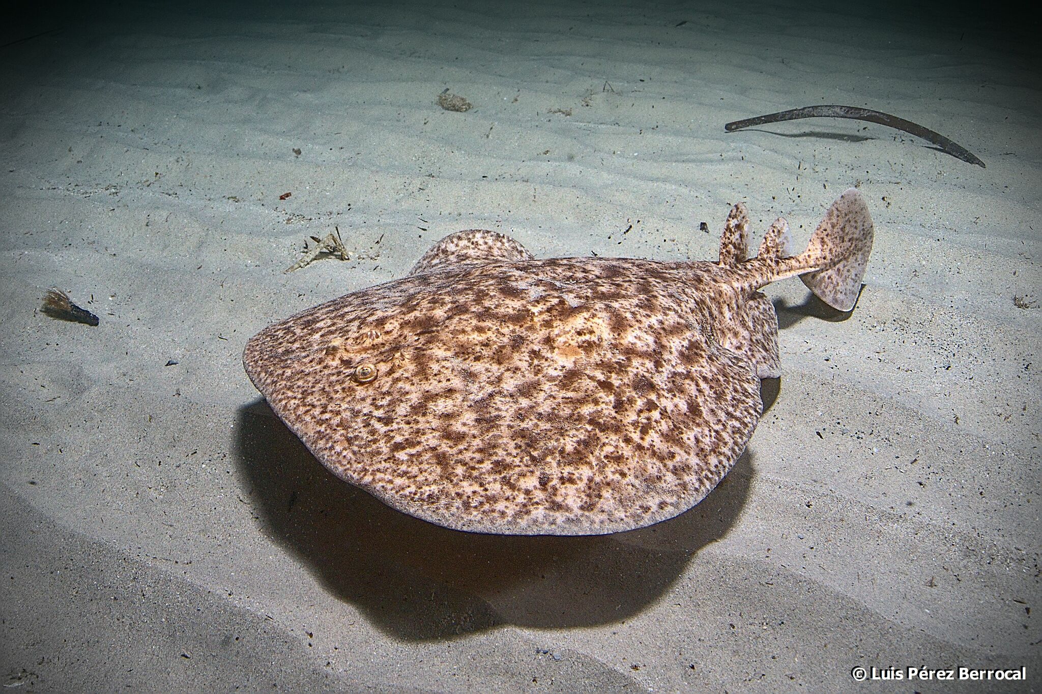 <p>Torpediniformes</p><p>thick, depressed body without denticles, no sting, paired with pectoral electric organs in disk, ovoviviparous</p>