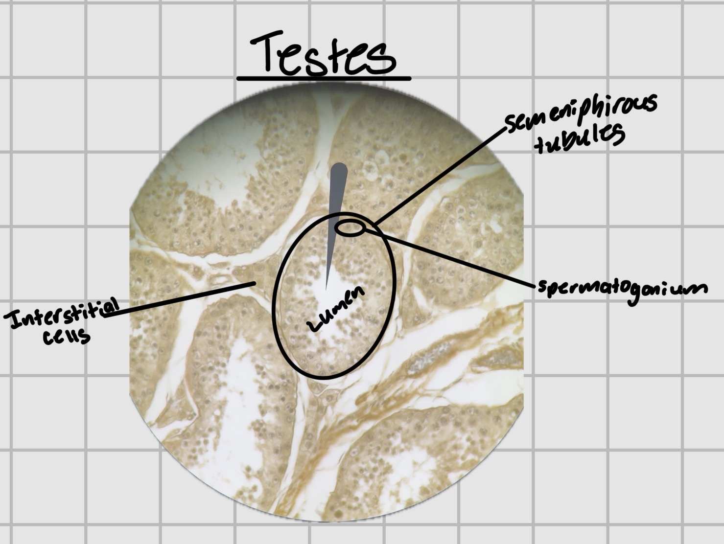 <p>Interstitial cells in testes </p>