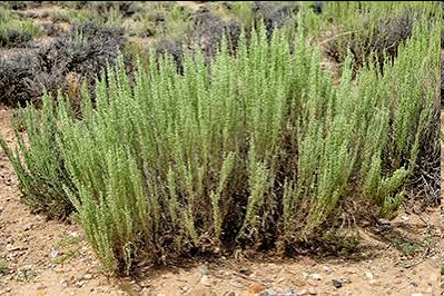 <p>This iconic plant is a resilient evergreen shrub that defines the arid landscapes of western North America. It features highly aromatic, silvery-gray foliage and distinct three-lobed leaves, supporting local wildlife while thriving in tough, dry environments.</p>
