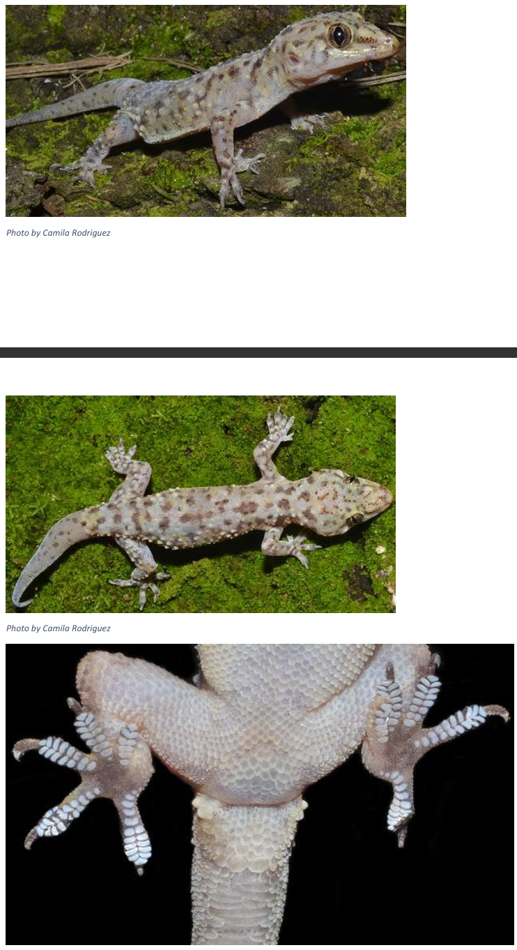 <p>Mediterranean Gecko* order & suborder</p>