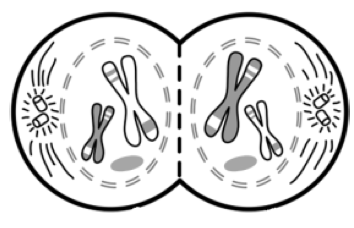 <p>What stage of meiosis is this?</p>
