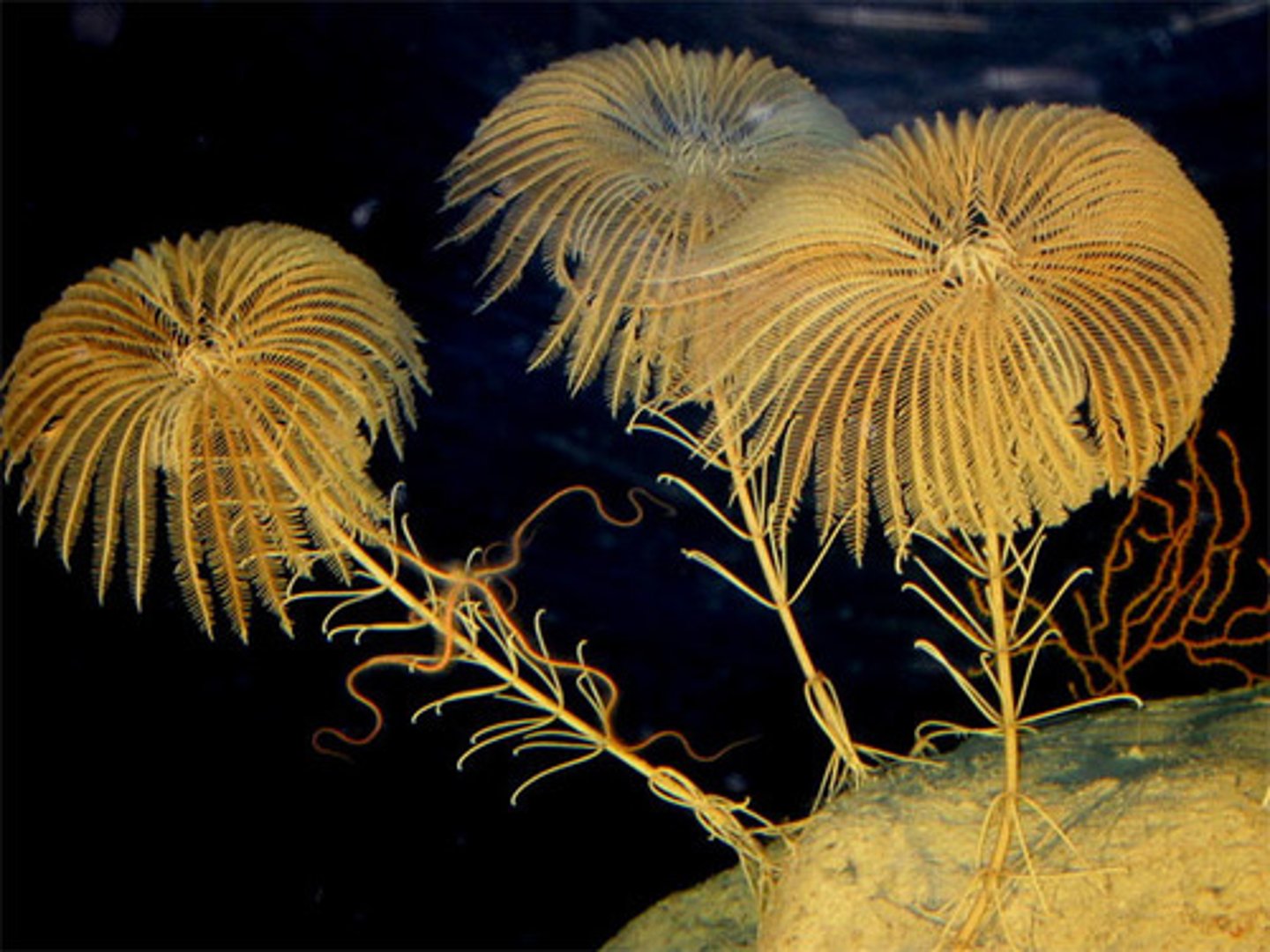 <p>Echinoderm adult forms attached to the sea bottom by a stalk.</p>