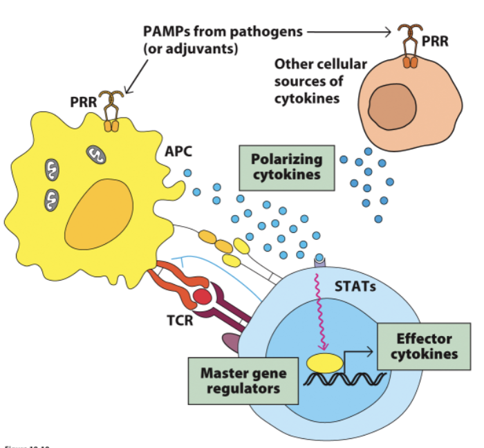 <p>_ subsets are distinguished by these properties:</p><ol><li><p>Distinct polarizing cytokine set that induces expression of a master gene regulator.</p></li><li><p>A signature set of effector cytokines produced by that subset.</p></li></ol><p></p>