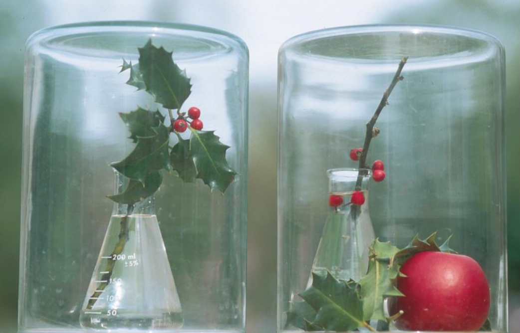 <p>What does ethylene cause in leafs? </p>