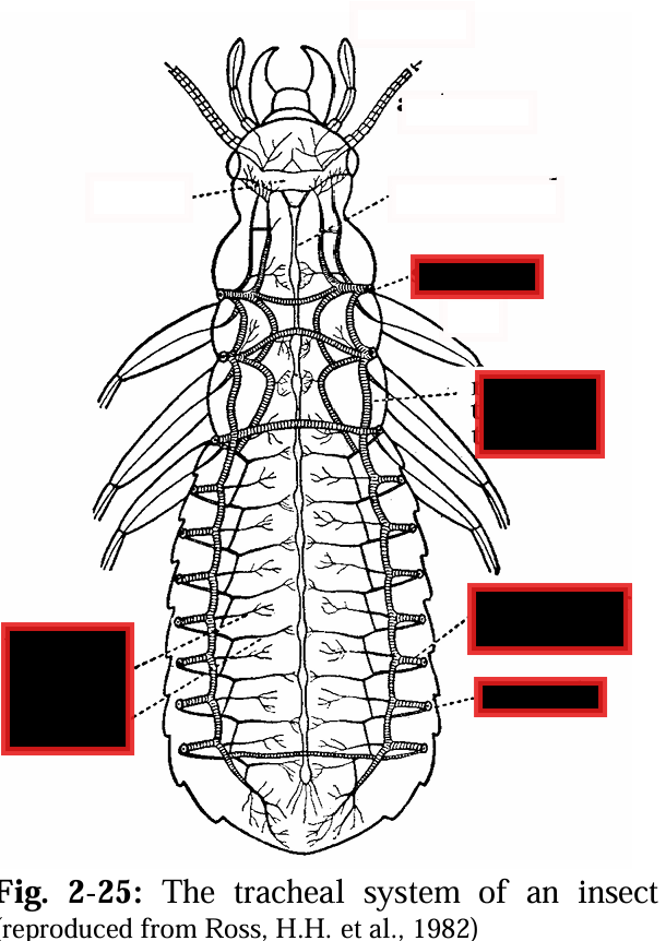 <p>Label the Respiratory system of insects</p>