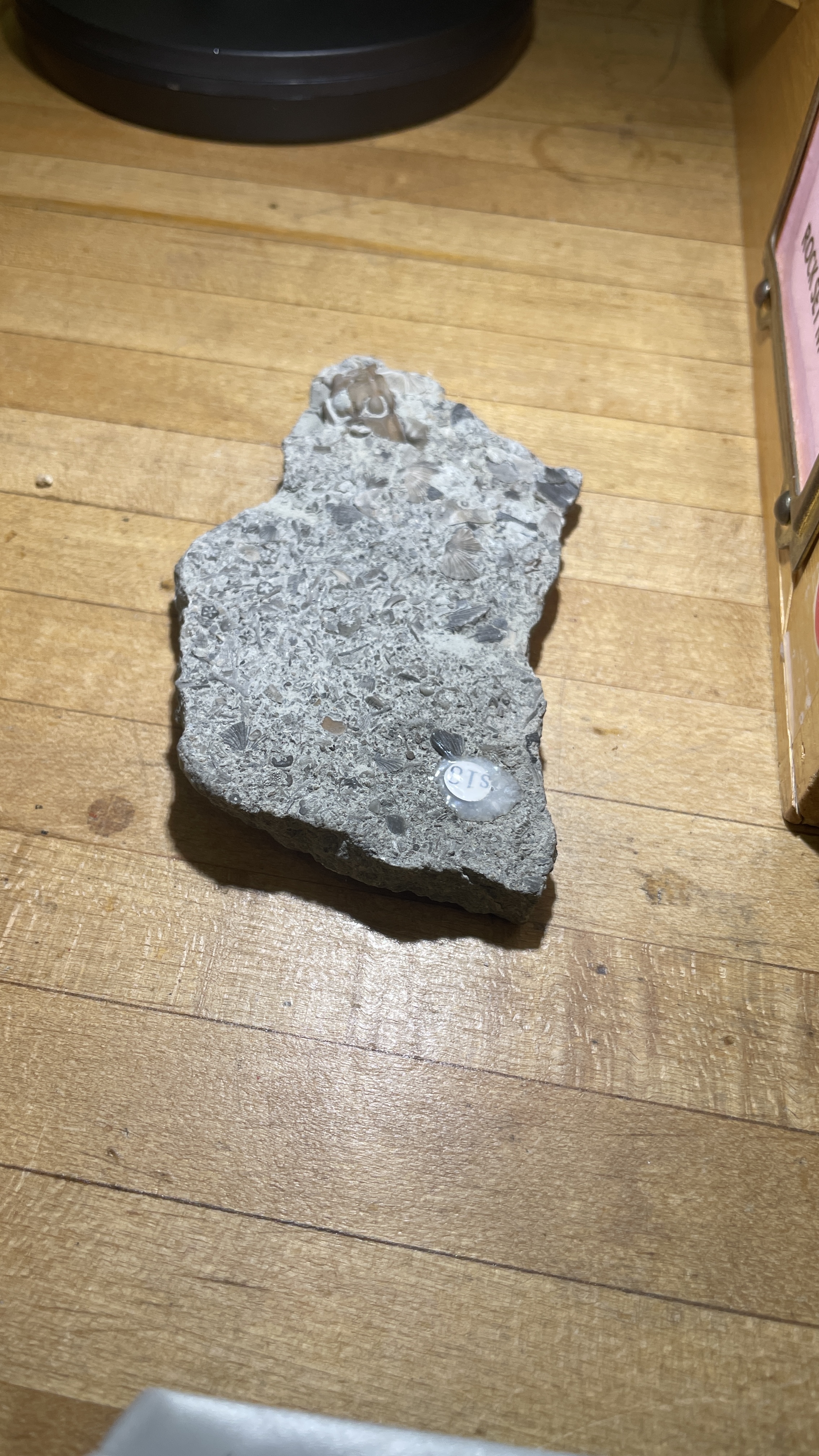 <p>Fossilerous</p>