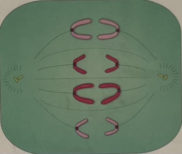 <p>Sister chromatids split at the centromere and travel towards opposite ends of the spindle. Each chromatid is now considered a full chromosome.</p>