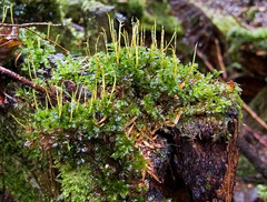 <p>Genus?</p>