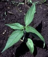 <p>Identify the weed</p>