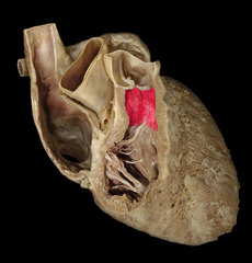 <p>Identify the structure</p>