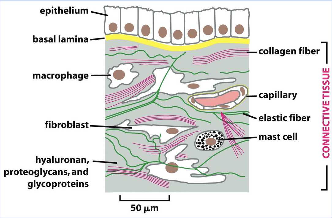 <p>NO — NOT orderly and cells distinctly diff shapes & composition </p>