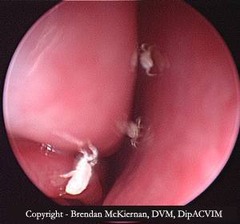 <p>What is this, treated with milbemycin or selemectin? What would the dog most likely present with clinically?</p>