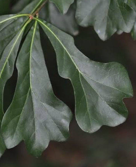 <p>Water Oak</p>