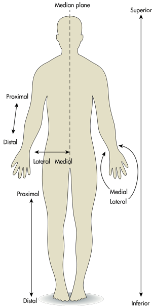 <p>Closer to the midline</p>