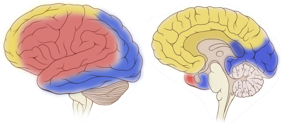 <p>What area of the brain do the middle cerebral arteries supply blood?</p>