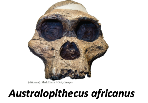 <ul><li><p>small brain (450cc)</p></li><li><p>small, non honing canines; large premolars and molars; parabolic jaw (<span>the curved, V-shaped arrangement of teeth in modern humans)</span></p></li><li><p><span>straight phalanges (fingers)</span></p></li><li><p><span>bipedal</span></p></li></ul><p></p>