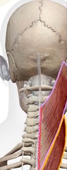 <p>T1-3 SPs & ligamentum nuchae</p>